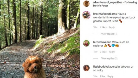 Dogs of Instagram